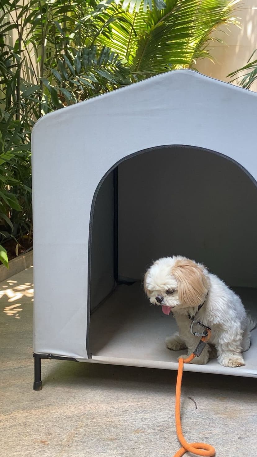 Dog Training Session