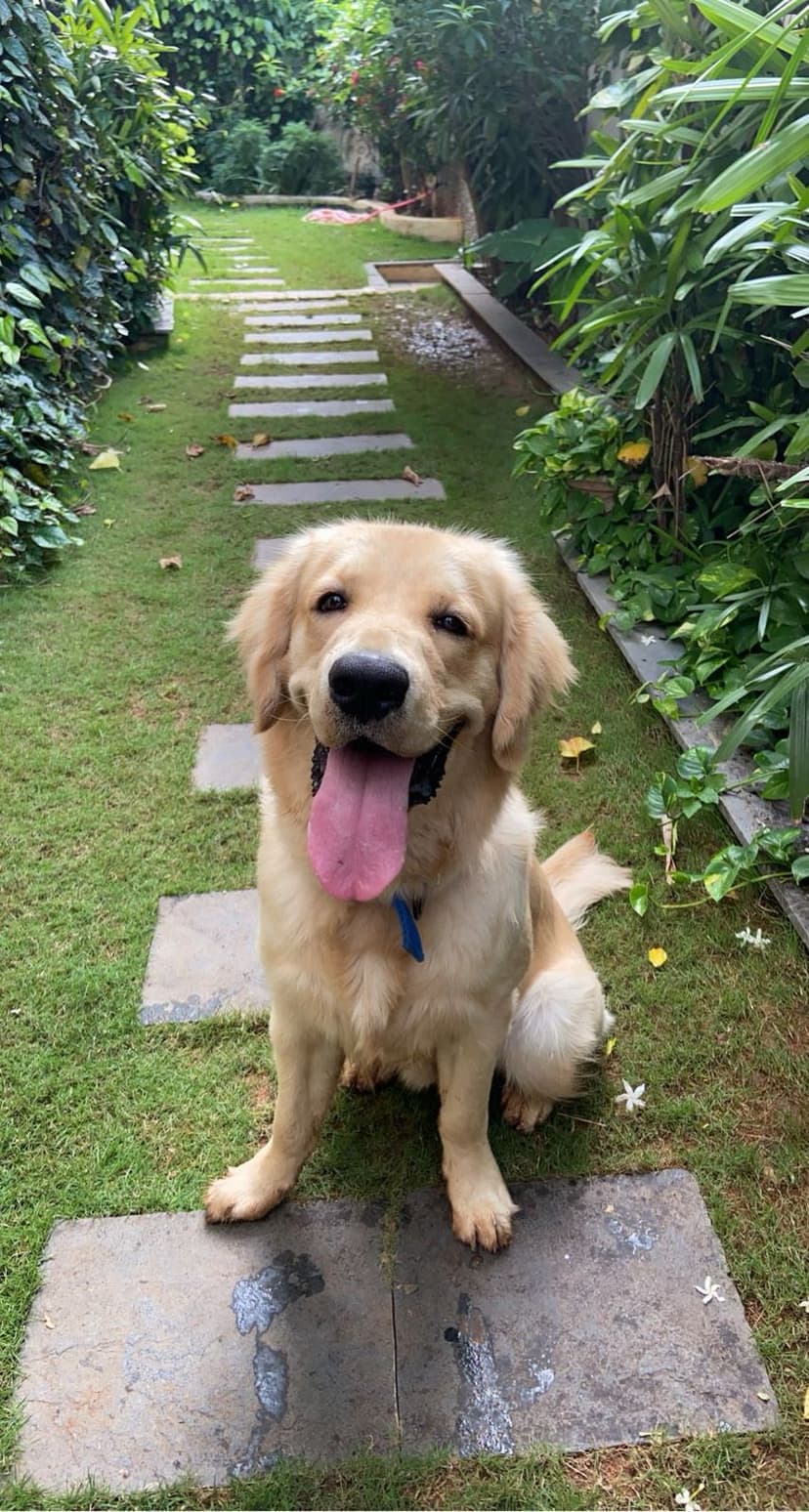 Dog Agility Training