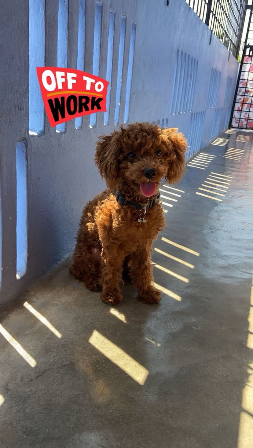 Dog Training Outdoors